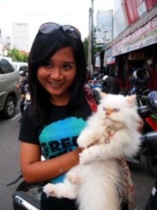 A cat who's getting married, Yogjakarta, Java