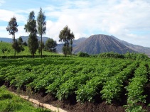 Fertile volcanic soil of Bromo, Java