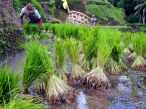 Rice terraces of Tegallalang, Bali