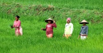 Women working in rice fields, Lombok