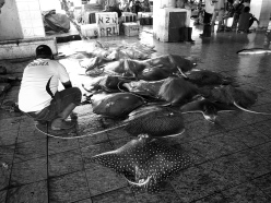 Fish market, Makassar