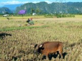 Rice harvesting South Sulawesi