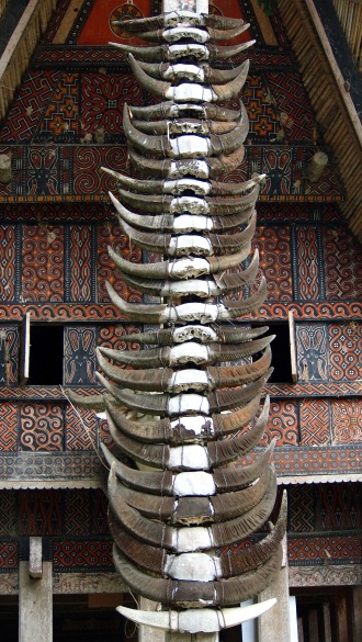 Buffalo horns in front of a tongkonan, Toraja