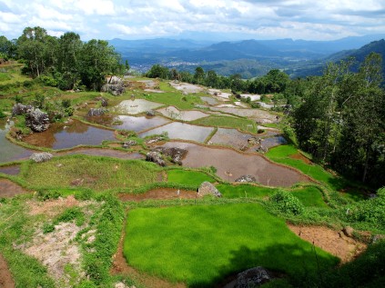 Rice fields near Batutumonga, Toraja