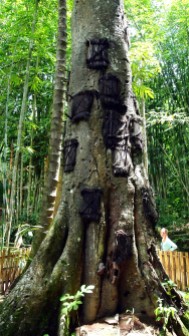Baby graves in a tree in Kembira, Toraja