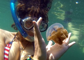 Swimming with non-stingy jellyfishes, Togean Islands