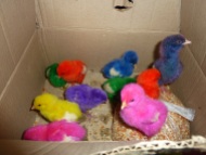Colored chicks aboard the ferry