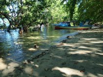 Mangrove in Pantai Panggalisang, Bunaken