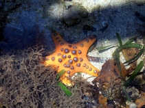 Starfish, Bunaken, Sulawesi