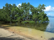 Mangrove of Bunaken